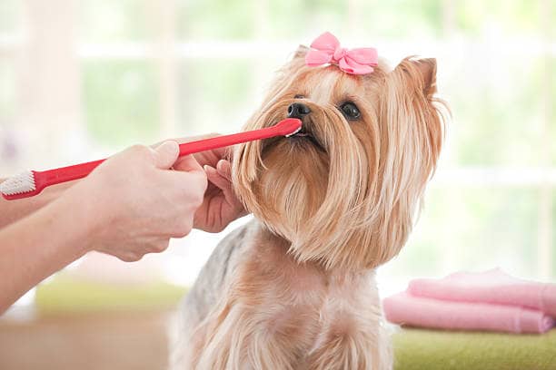 Expert Tips for Brushing Dog's Teeth at Home