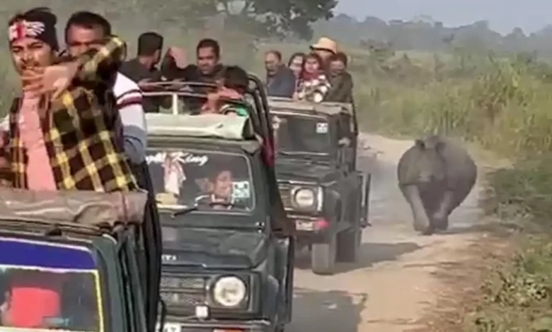 Russian Tourist Injured in Alleged Rhino Attack at Assam's Kaziranga National Park