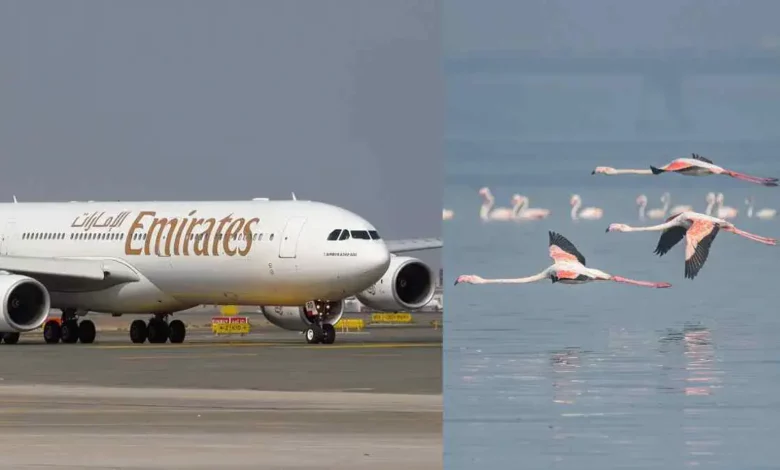 Dozens of Flamingos Killed in Tragic Airplane Collision Near Mumbai