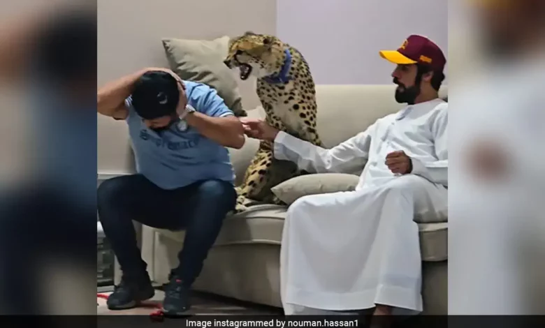 Influencer's cheetah attack video sparks outrage online