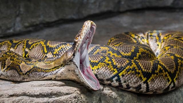 Woman found dead inside a Python in Indonesia's South Sulawesi province.