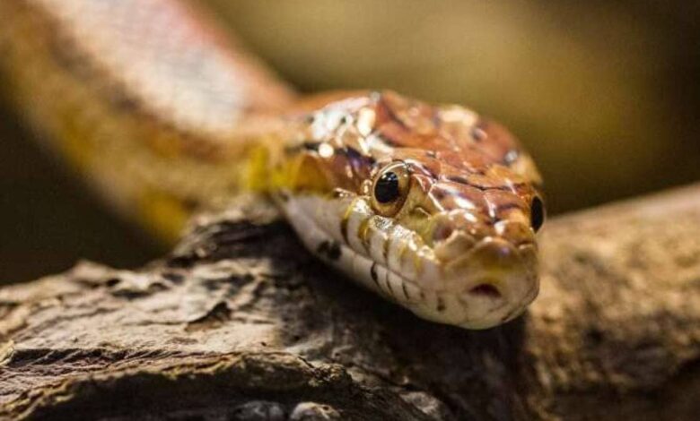 Brave rescue of giant king cobra goes viral in Kerala