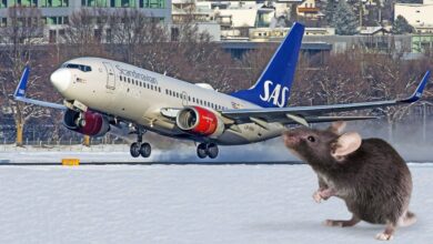 Flight makes emergency landing after mouse in passenger's meal