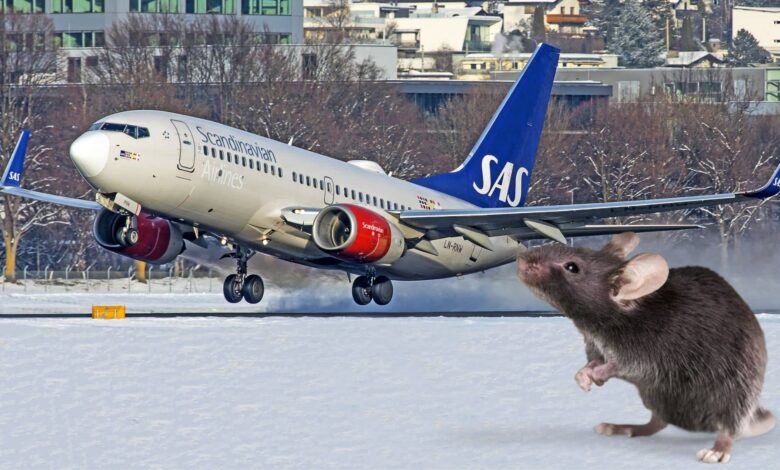 Flight makes emergency landing after mouse in passenger's meal