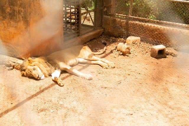 Zookeeper mauled to death by lion after leaving gate open in Nigeria"