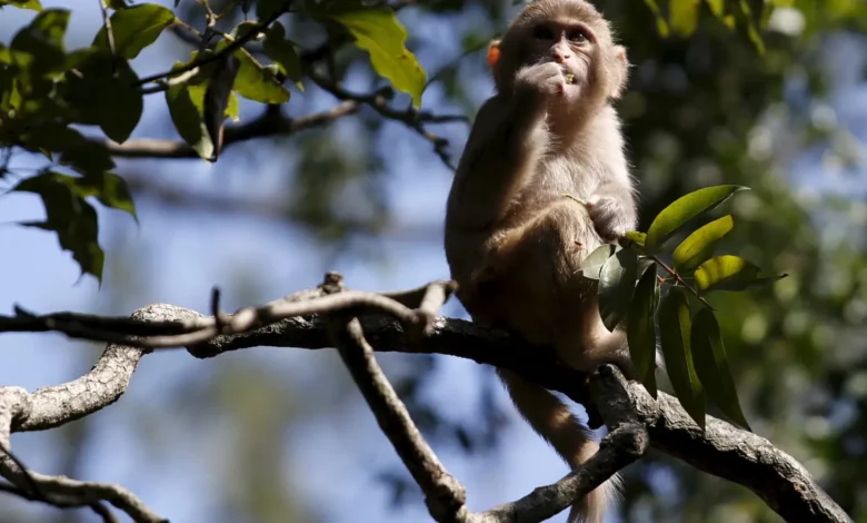 Activists warn of risks as Hong Kong zoo probes monkey deaths