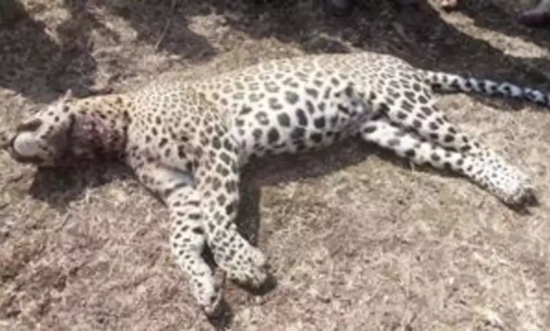 3 mauled filming leopard in field