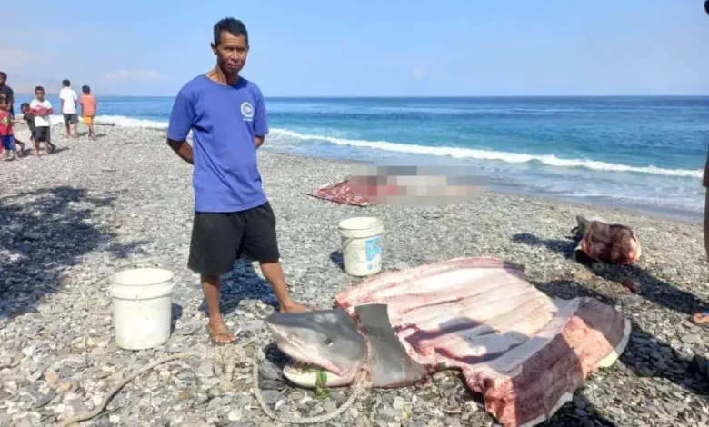 Missing woman's remains in shark disputed