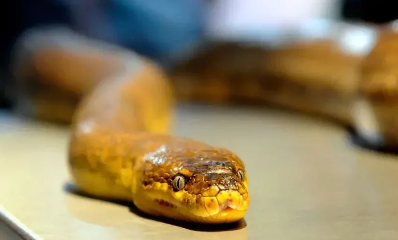 8-year-old girl dies from snakebite in Kerala.