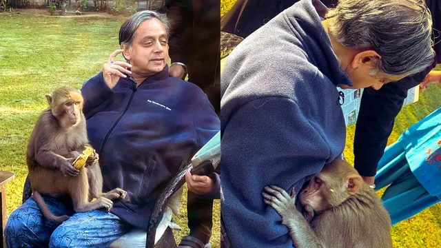 Monkey hugs Shashi Tharoor: 'An extraordinary experience