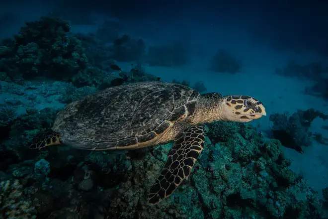 Deadly Sea turtle poisoning incident exposes enforcement challenges in the Philippines