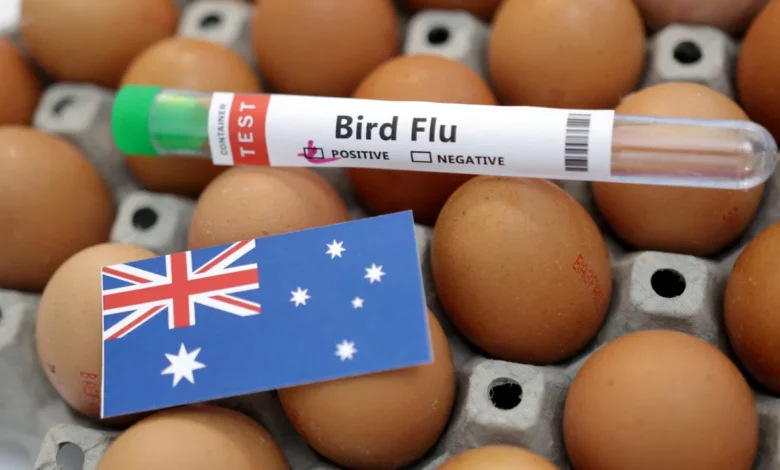 US egg prices soar to record highs amid bird flu crisis