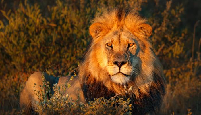 Lion kills teen near Nairobi National Park
