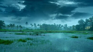 Southwest monsoon arrives early in Kerala, boosting harvest