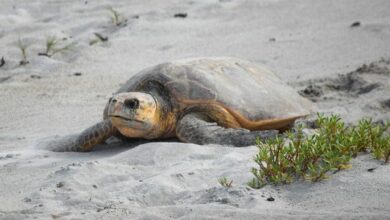 Florida's unexpected sanctuary for nesting sea turtles
