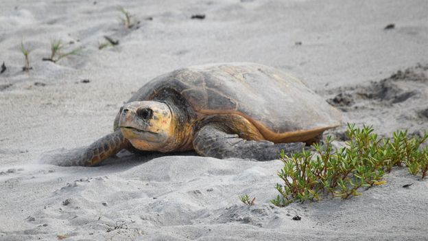Florida's unexpected sanctuary for nesting sea turtles